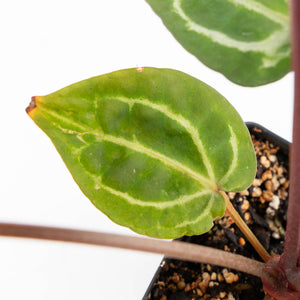 Anthurium Zara '29' × (Michelle® x Zara '28') byDocBlock® (wk25-C)