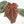 Anthurium Zara '29' × (Michelle® x Zara '28') byDocBlock® (wk25-C)