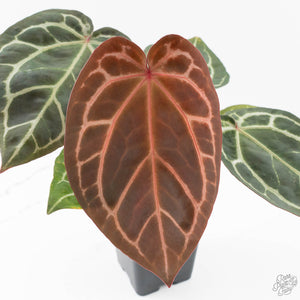 Anthurium Zara '29' × (Michelle® x Zara '28') byDocBlock® (wk25-C)