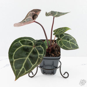 Anthurium Zara '29' × (Michelle® x Zara '28') byDocBlock® (wk28-I)