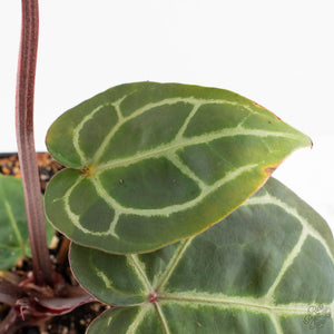 Anthurium Zara '29' × (Michelle® x Zara '28') byDocBlock® (wk28-I)