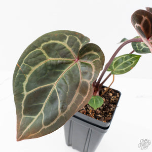 Anthurium Zara '29' × (Michelle® x Zara '28') byDocBlock® (wk28-I)