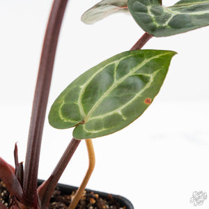 Anthurium Zara '29' × (Michelle® x Zara '28') byDocBlock® (wk28-I)