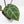 Anthurium Zara '29' × (Michelle® x Zara '28') byDocBlock® (wk35-L89)