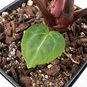 Anthurium Zara '29' × (Michelle® x Zara '28') byDocBlock® (wk35-L89)