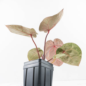Anthurium Zara '29' × (Michelle® x Zara '28') byDocBlock® (wk35-L89)