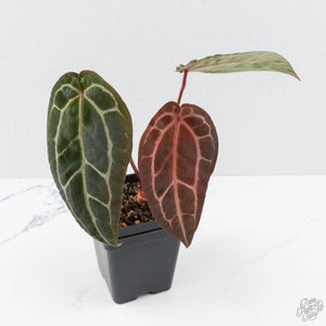 Anthurium Zara '29' × (Michelle® x Zara '28') byDocBlock® (wk26-D)