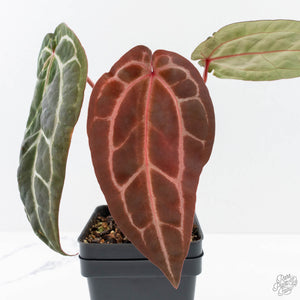 Anthurium Zara '29' × (Michelle® x Zara '28') byDocBlock® (wk26-D)