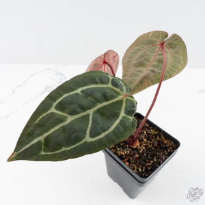 Anthurium Zara '29' × (Michelle® x Zara '28') byDocBlock® (wk26-D)