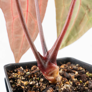 Anthurium Zara '29' × (Michelle® x Zara '28') byDocBlock® (wk26-D)