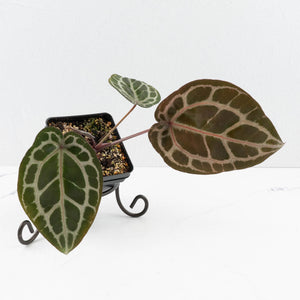 Anthurium Zara '31' x Tortoise Shell Grey '36' by DocBlock® (wk34-L51)
