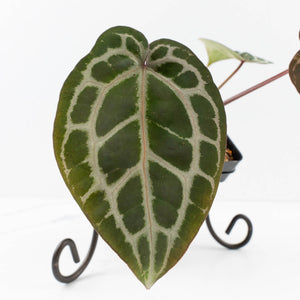 Anthurium Zara '31' x Tortoise Shell Grey '36' by DocBlock® (wk34-L51)