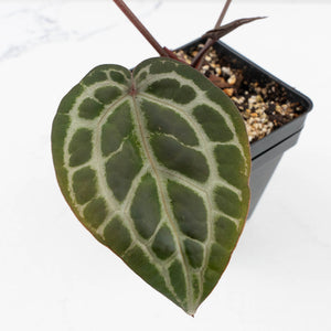 Anthurium Zara '31' x Tortoise Shell Grey '36' by DocBlock® (wk34-L51)