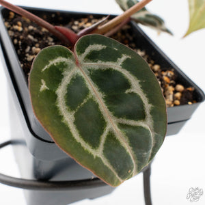 Anthurium Zara '31' x Tortoise Shell Grey '36' by DocBlock® (wk27-J)
