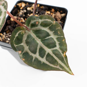 Anthurium Zara '31' x Tortoise Shell Grey '36' by DocBlock® (wk23-UB)