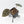 Anthurium Zara '31' x Tortoise Shell Grey '36' by DocBlock® (wk35-L209)