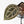 Anthurium Zara '31' x Tortoise Shell Grey '36' by DocBlock® (wk35-L209)