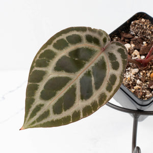 Anthurium Zara '31' x Tortoise Shell Grey '36' by DocBlock® (wk35-L209)