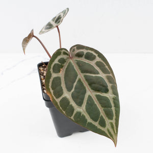 Anthurium Zara '31' x Tortoise Shell Grey '36' by DocBlock® (wk35-L209)
