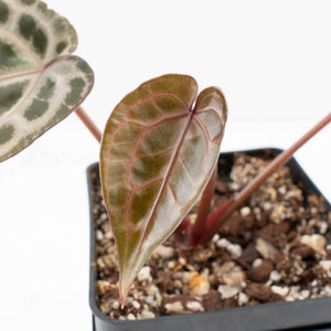 Anthurium Zara '31' x Tortoise Shell Grey '36' by DocBlock® (wk35-L209)