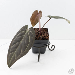Anthurium Zara '31' x Zara '14' by DocBlock® (wk20-G)