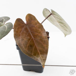 Anthurium Zara '31' x Zara '14' by DocBlock® (wk20-G)
