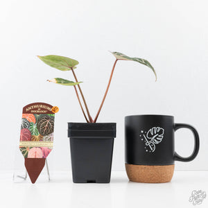 Variegated Anthurium Zara '31' x Zara '14' by DocBlock® (wk21-UL)