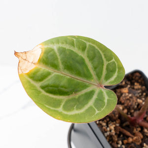 Variegated Anthurium Zara '31' x Zara '14' by DocBlock® (wk21-UL)