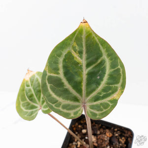 Variegated Anthurium Zara '31' x Zara '14' by DocBlock® (wk21-UL)