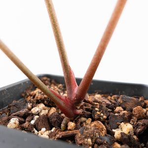 Variegated Anthurium Zara '31' x Zara '14' by DocBlock® (wk21-UL)