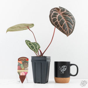 Anthurium Zara '31' x Zara '14' by DocBlock® (wk25-J)