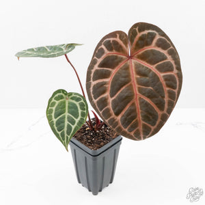 Anthurium Zara '31' x Zara '14' by DocBlock® (wk25-J)