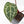 Anthurium Zara '31' x Zara '14' by DocBlock® (wk25-J)