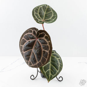Anthurium Zara '31' x Zara '14' by DocBlock® (wk27-L)