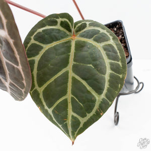 Anthurium Zara '31' x Zara '14' by DocBlock® (wk27-L)