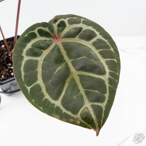 Anthurium Zara '31' x Zara '14' by DocBlock® (wk27-L)