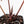 Anthurium Zara '31' x Zara '14' by DocBlock® (wk27-L)