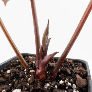 Anthurium Zara '31' x Zara '14' by DocBlock® (wk27-L)