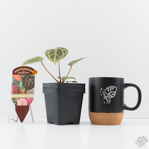 Anthurium Zara '31' x Zara '14' by DocBlock® (wk28-E)