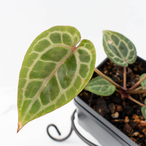 Anthurium Zara '31' x Zara '14' by DocBlock® (wk28-E)