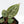 Anthurium Zara '31' x Zara '14' by DocBlock® (wk28-E)