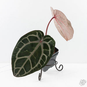 Anthurium Zara '31' x Zara '14' by DocBlock® (wk29-I)