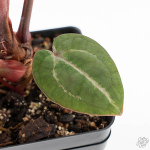 Anthurium Zara '31' x Zara '14' by DocBlock® (wk29-I)