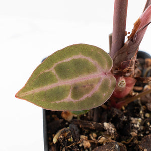 Anthurium Zara '31' x Zara '14' by DocBlock® (wk29-I)