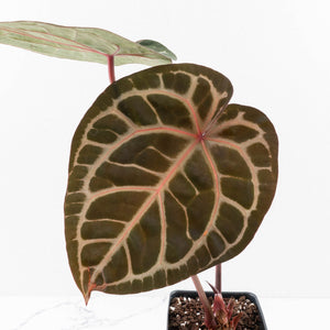 Anthurium Zara '31' x Zara '14' by DocBlock® (wk33-L34)
