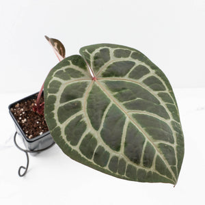 Anthurium Zara '31' x Zara '14' by DocBlock® (wk33-L34)