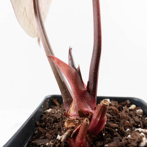 Anthurium Zara '31' x Zara '14' by DocBlock® (wk33-L34)