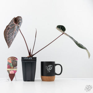 Anthurium Zara '33' x Zara '29' by DocBlock® (wk20-T)