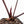 Anthurium Zara '33' x Zara '29' by DocBlock® (wk20-T)