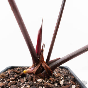 Anthurium Zara '33' x Zara '29' by DocBlock® (wk20-T)